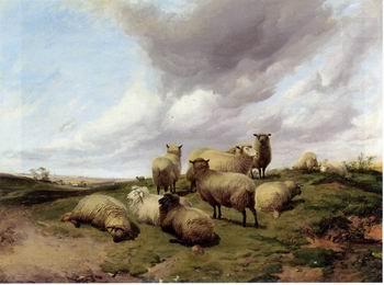 Sheep 146, unknow artist